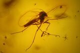 Four Fossil Flies (Diptera) In Baltic Amber #159780-2